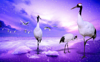 Birds beach night purple sky - a group of birds free wallpaper