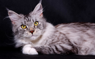 Cat yellow eyes black background 2 - silver free wallpaper