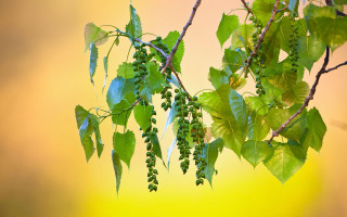 Branch green leaves yellow sky - naturalism free wallpaper