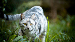 Cat greenfield yelloweyes blacktail bokeh - a black tail free wallpaper