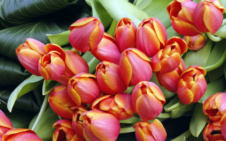 Orange flowers green leaves bolswert - orange flower free wallpaper