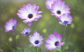 Purple flower field macro blurry - constance copeman free wallpaper