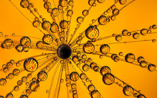 Yellow umbrella water droplets macro - a yellow umbrella free wallpaper