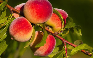 Branch peaches green background blurry - a green background free wallpaper for desktop