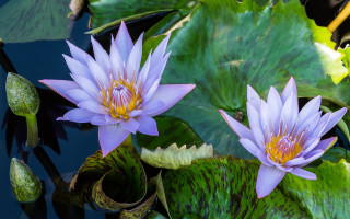 Purple water lilies pond butterfly - blanche hoschedé monet free wallpaper