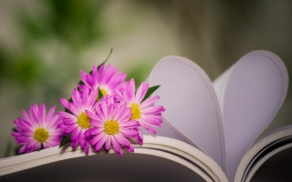 Book flower bouquet heart book - top of it next free wallpaper