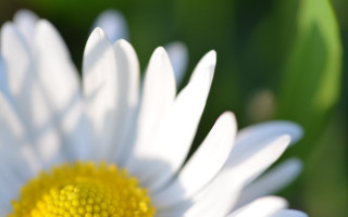 White flower yellow center bokeh 5 - a yellow center free wallpaper