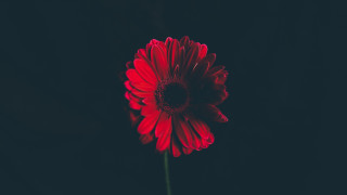Red flower black background camellia - a single flower free wallpaper