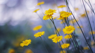 Yellow flower macro dandelion sunset - a blurry background of trees and bushes free wallpaper