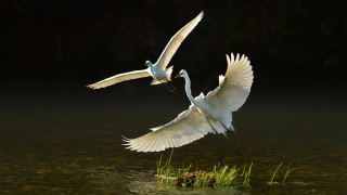 White birds flying over water - two white bird free wallpaper