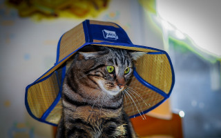 Cat hat blue band toyism - toyism free wallpaper