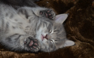 Cat sleeping brown blanket closed - its eye free wallpaper