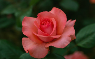 Pink rose green leaves blurry 10 - rose free wallpaper