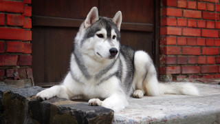 Husky sitting brick wall door - a husky dog free wallpaper