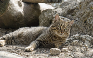 Cat rocks boulders sad nature - the ground next free wallpaper