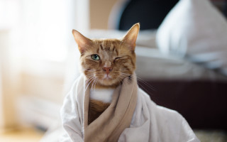 Cat scarf serious eyes renaissance - its neck free wallpaper