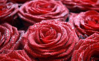 Red roses water droplets macro 2 - red rose free wallpaper