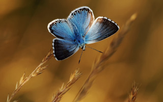 Blue butterfly plant grass sunset - a brown background free wallpaper