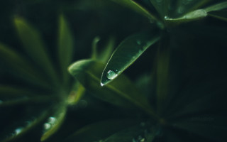 Leaf water drops macro shallow - a close up of a leaf free wallpaper