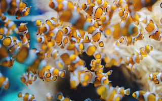 Small fish coral microscopic fire - the ocean together free wallpaper