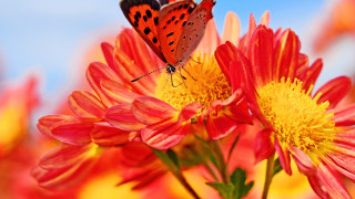 Butterfly flower field blue sky 2 - flower free wallpaper