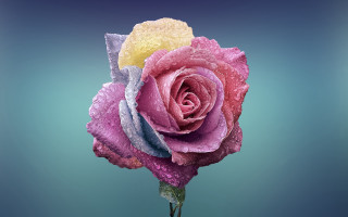 Pink rose water droplets blue - digital art free wallpaper