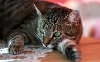 Cat paw table green eyes - optical free wallpaper