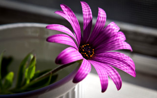 Purple flower white bowl window - a window sill free wallpaper