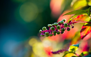 Green berries branch macro naturalism - a blurry background of leaves free wallpaper