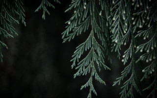 Pine needles cones closeup dark - anne rigney free wallpaper