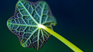 Green leaf yellow stem blue - center free wallpaper