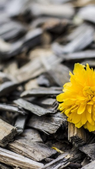 Yellow flower wood chips blurry - a blurry background free wallpaper
