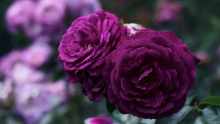 Purple flower hydrangea macro blurry - a purple flower free wallpaper