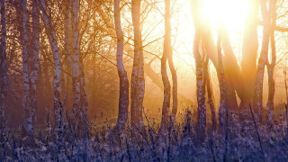 Forest sunlight branches nature impressionist - impressionist free wallpaper