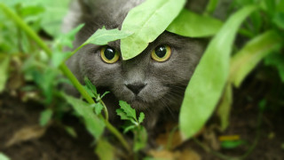 Cat leaf hiding grass bokeh - the grass free wallpaper