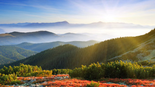 Mountain sun flowers forest lake - edi rama free wallpaper