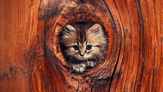 Kitten peeking wooden door blue - a small kitten free wallpaper