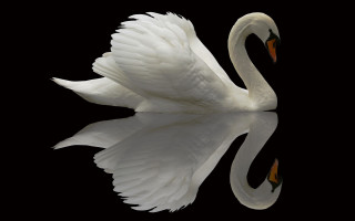 White swan spread wings reflection - its reflection free wallpaper