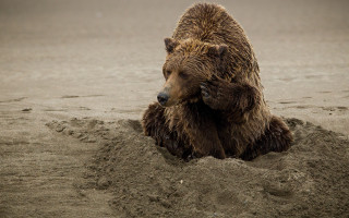 Brown bear sand beach paw - its head in free wallpaper