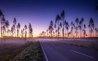 Dusk fog urban trees sunset - dusk free wallpaper