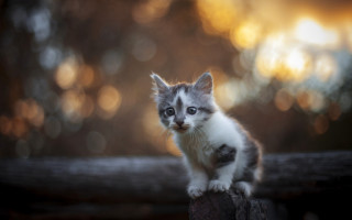 Kitten log woods bokeh depth - artur tarnowski free wallpaper