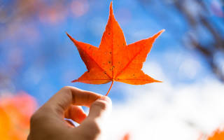 Person leaf autumn blurry sky - a person holding free wallpaper