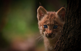 Kitten blueeyes peeking tree woods - a small kitten free wallpaper