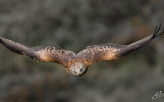 Bird prey wings spread left - arie smit free wallpaper
