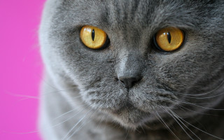Gray cat yellow eyes pink - a gray cat free wallpaper