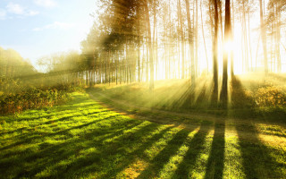 Sunbeam forest path grass light - a sunbeam free wallpaper