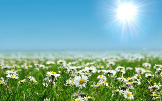 Daisy field blue sky sunlight - blue sky free wallpaper