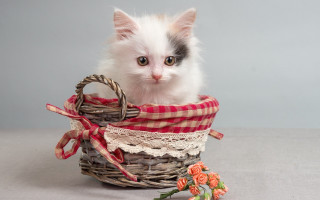 Kitten basket bow flower carlos - a kitten free wallpaper