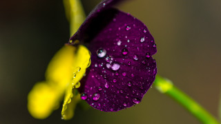 Purple flower water droplets green 6 - anthony s waters free wallpaper