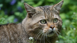 Surprised cat field flowers blurry - clovis trouille free wallpaper